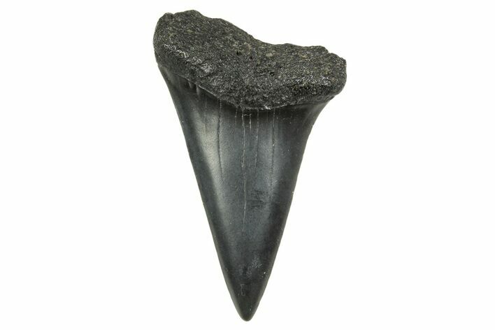 Fossil Broad-Toothed Mako Tooth - South Carolina #368625
